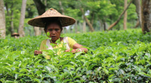 চা-শিল্পের অর্থনৈতিক গুরুত্ব